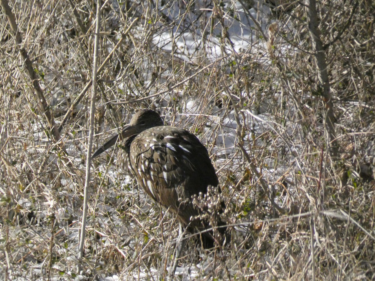 Limpkin - ML613614157