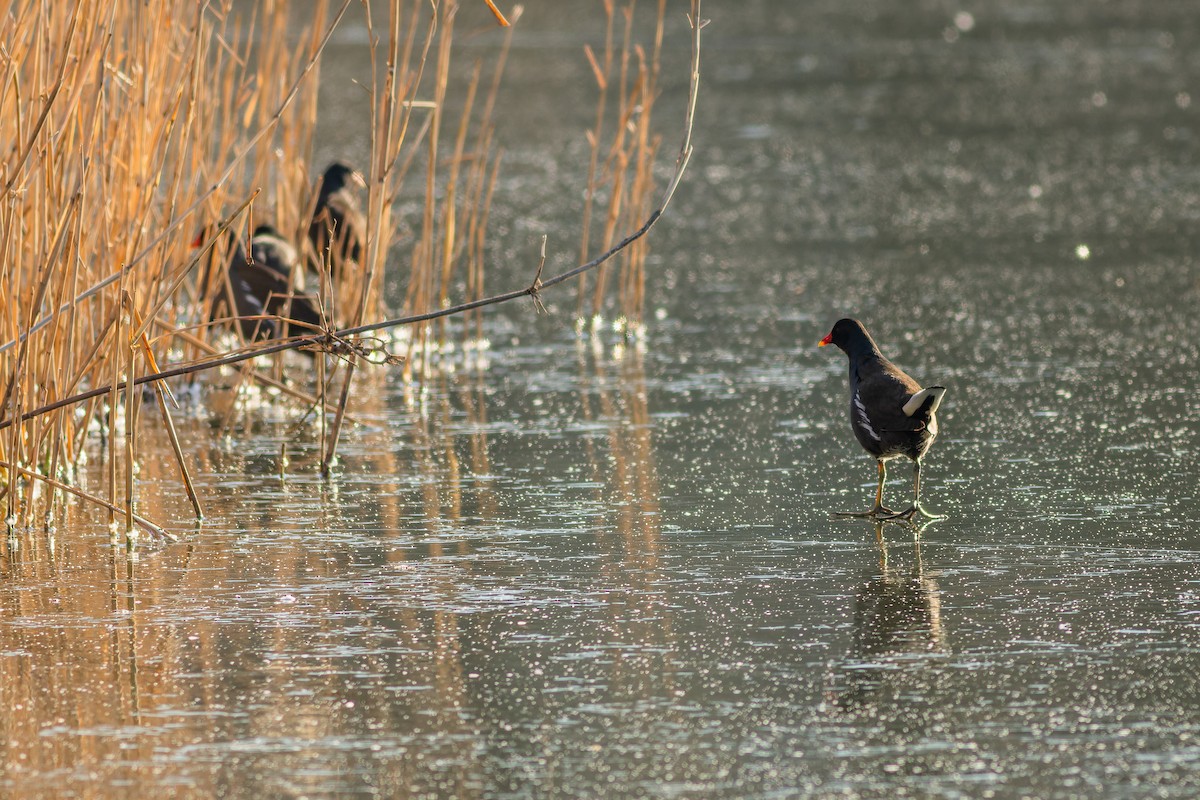 Eurasian Moorhen - Gabi Uhrova