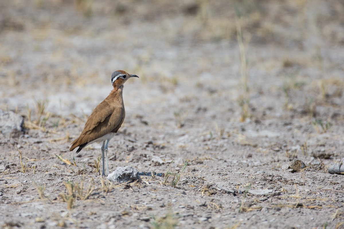 Burchell's Courser - Anonymous