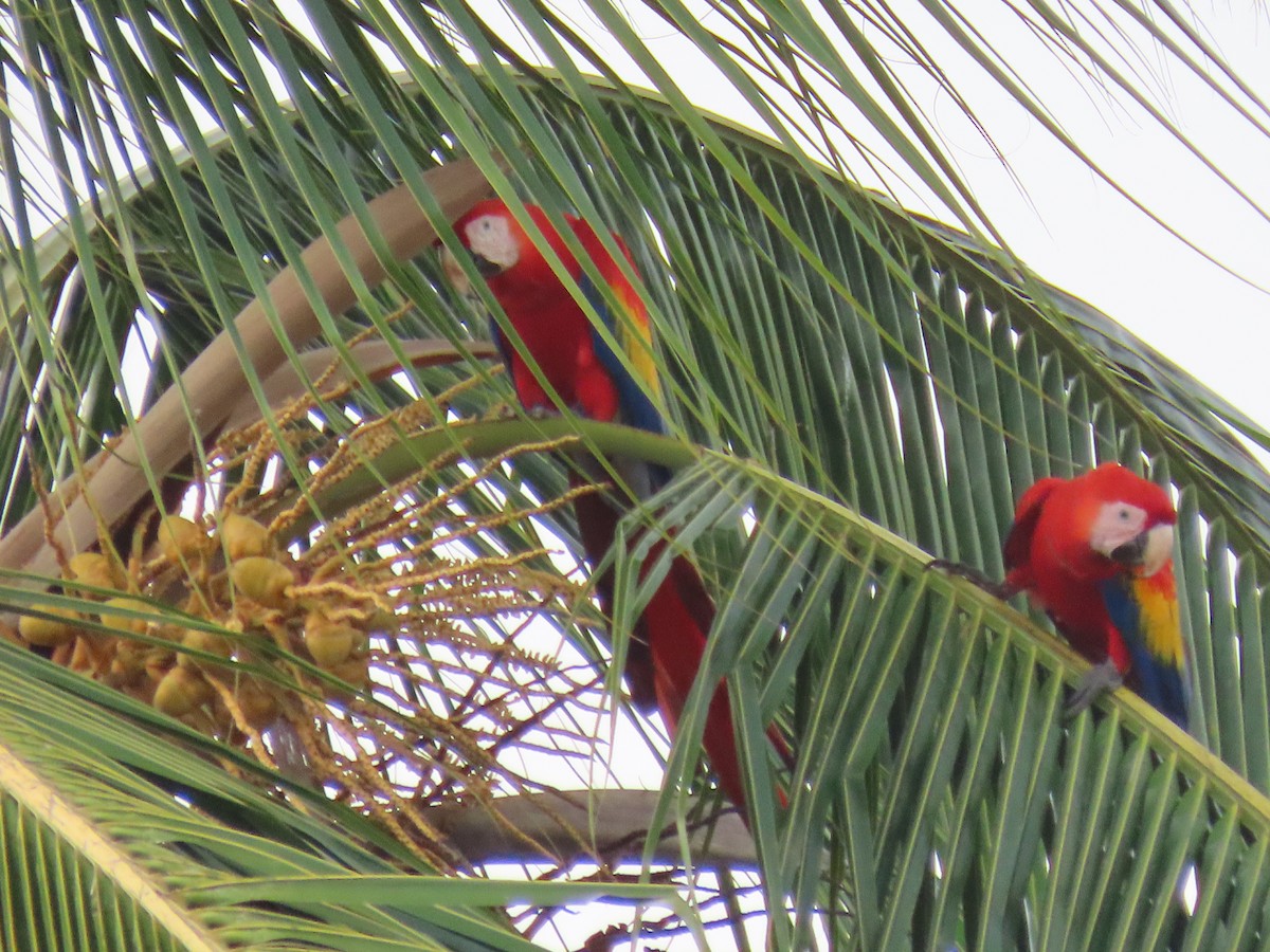 Scarlet Macaw - ML613614230