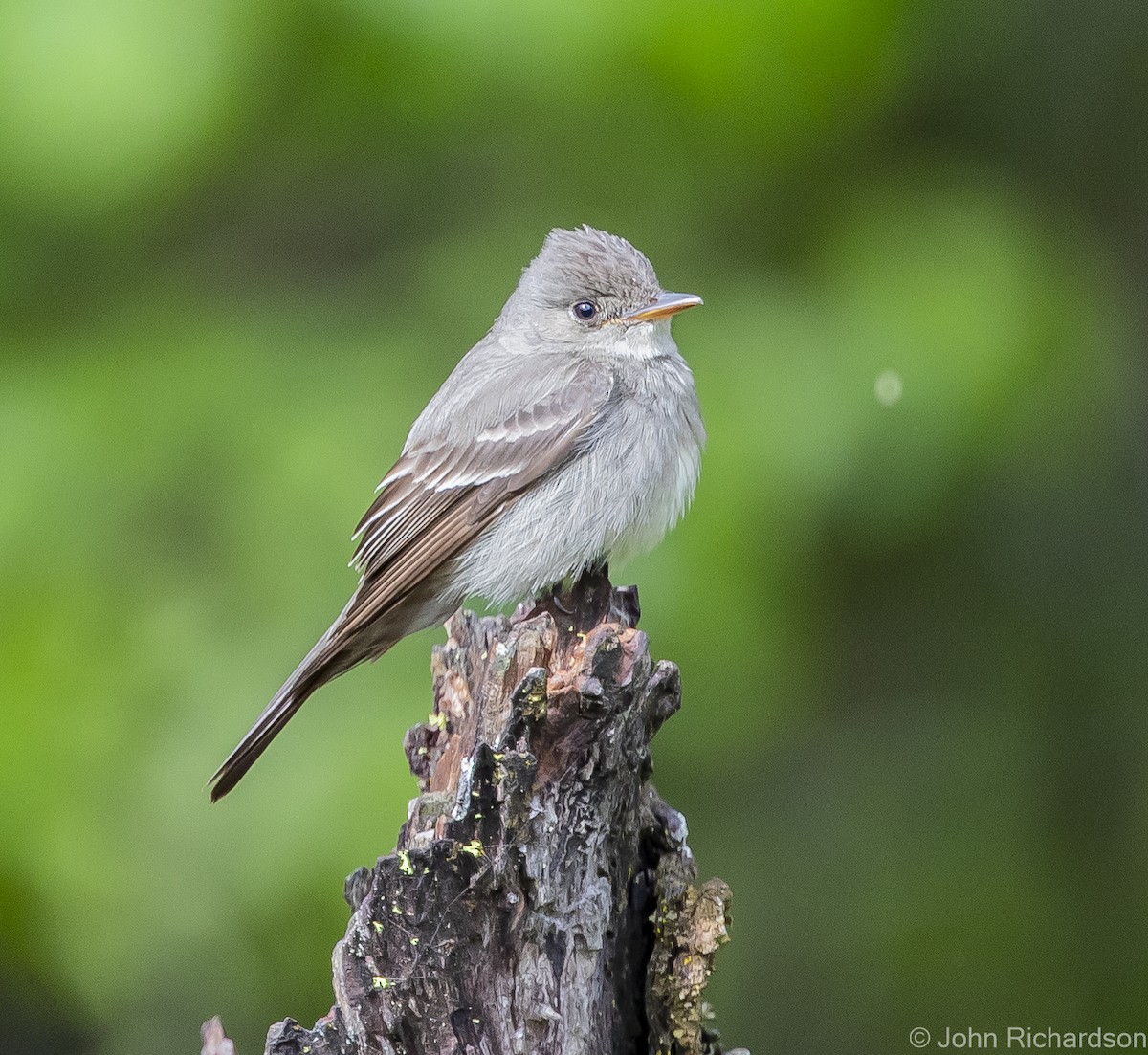 Western Wood-Pewee - ML613614297