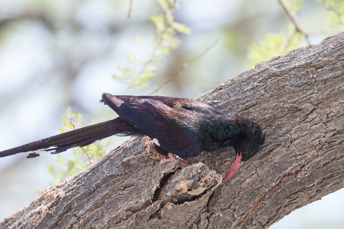 Violet Woodhoopoe - Anonymous