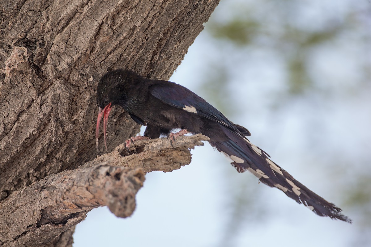 Violet Woodhoopoe - ML613614447