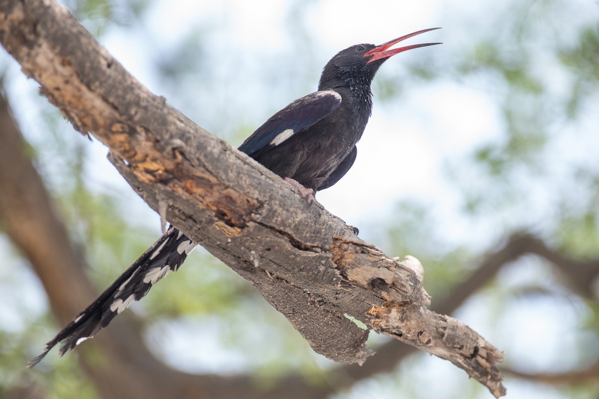 Violet Woodhoopoe - ML613614454