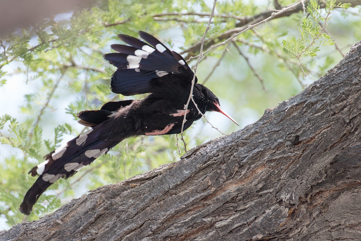 Violet Woodhoopoe - Anonymous