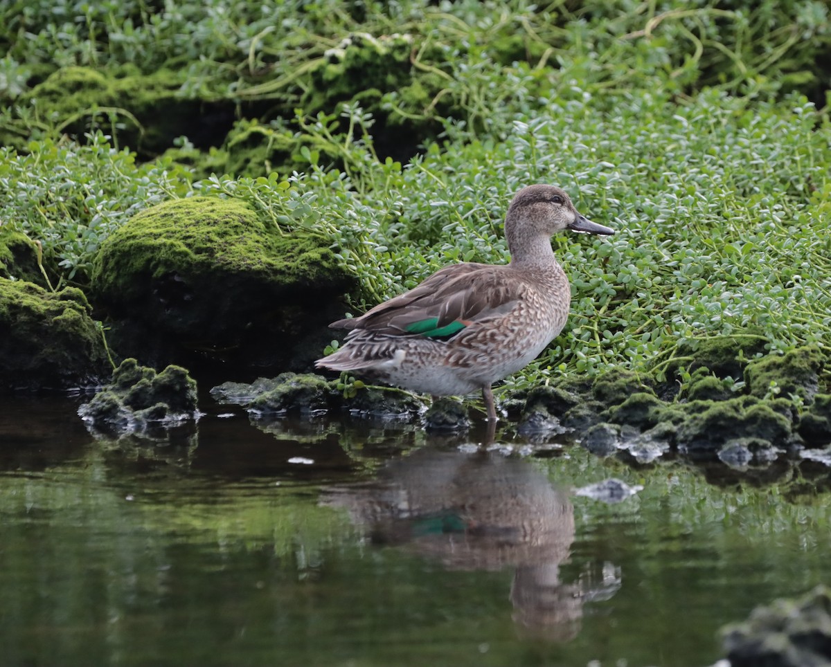 Green-winged Teal - Brandy Johnson