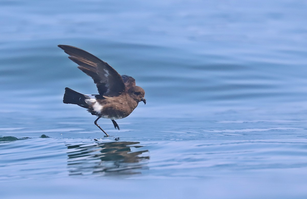 Elliot's Storm-Petrel - ML613614478