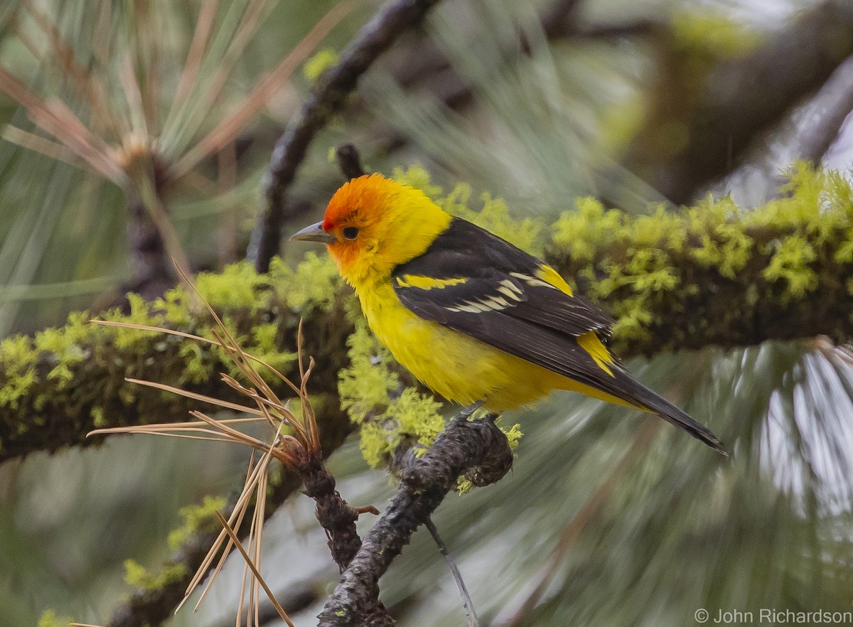 Western Tanager - ML613614500