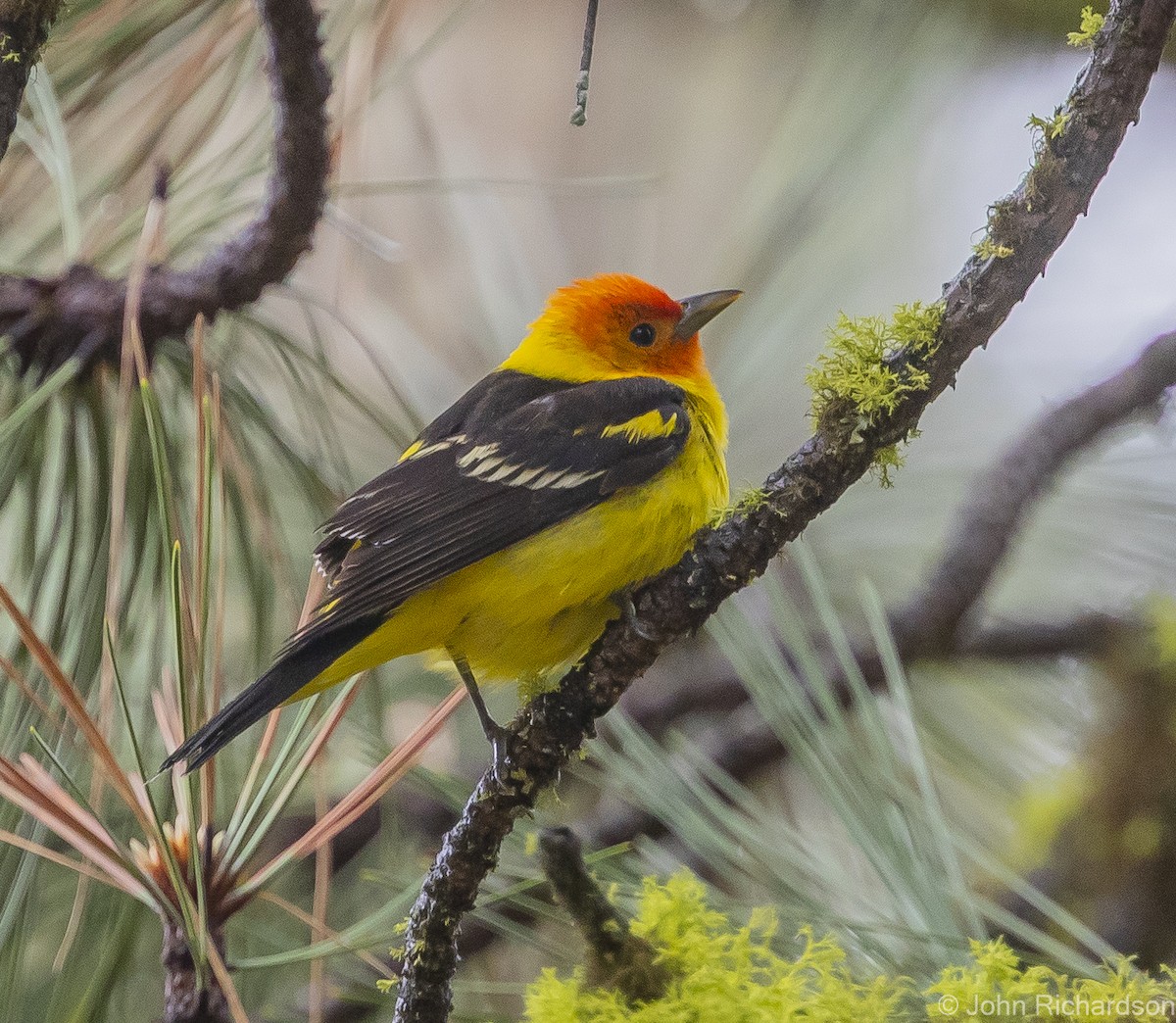 Western Tanager - ML613614501