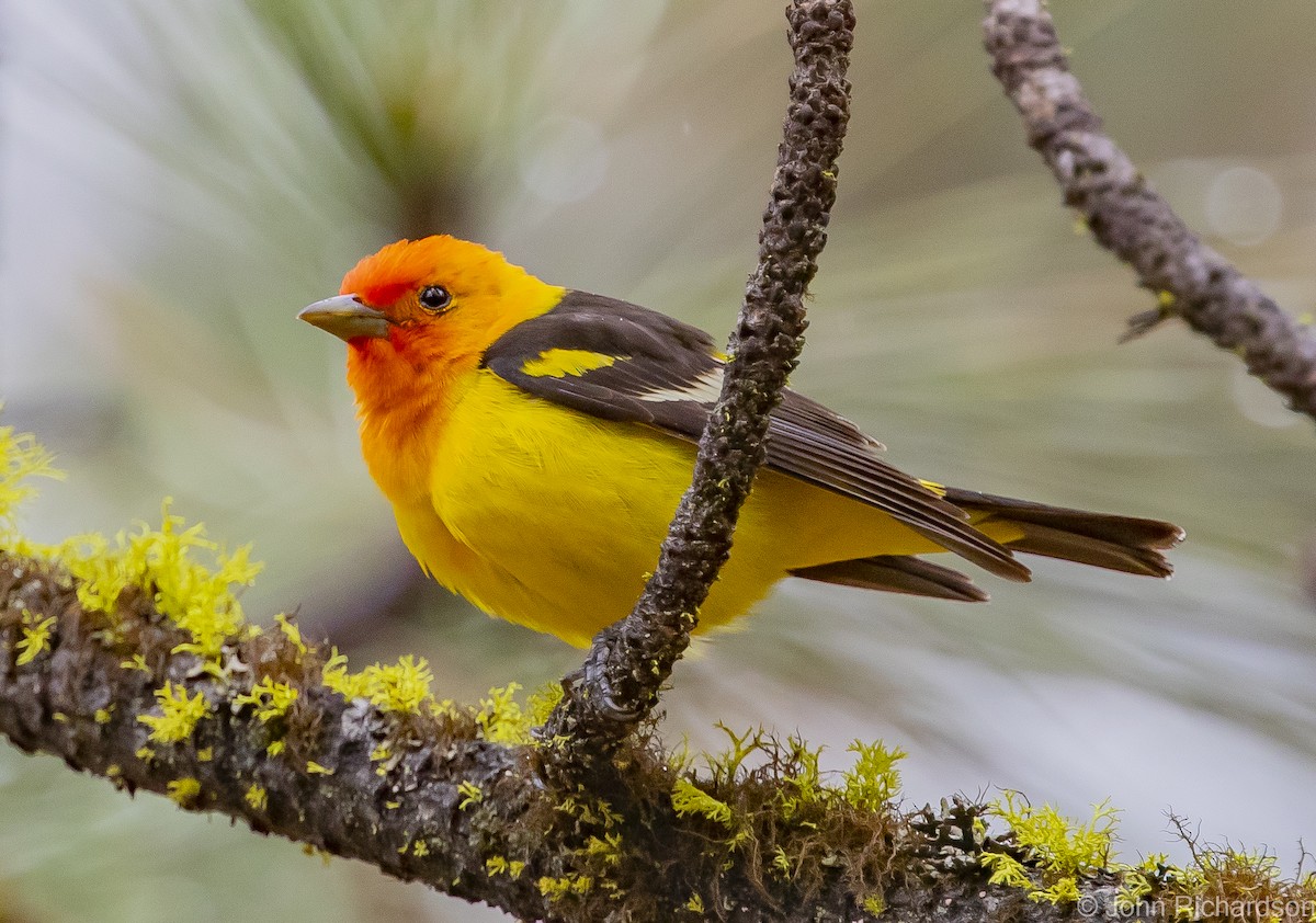 Western Tanager - ML613614502