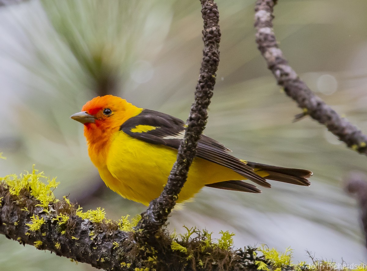 Western Tanager - ML613614503