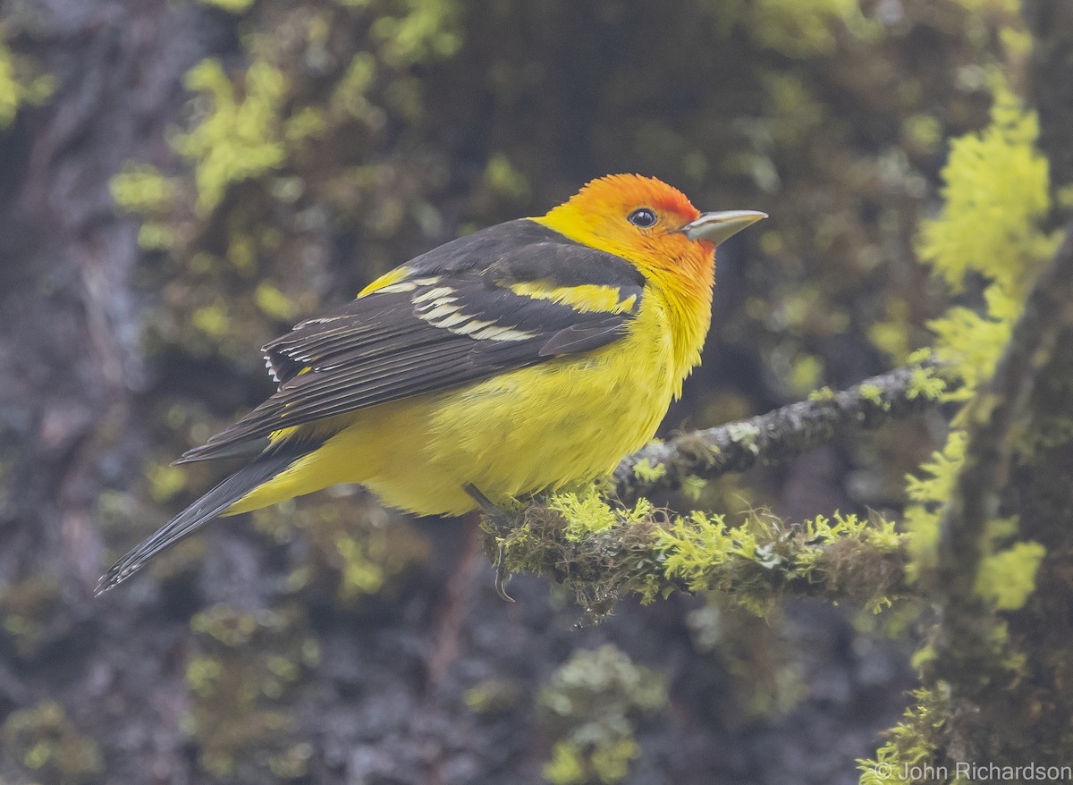 Western Tanager - ML613614504