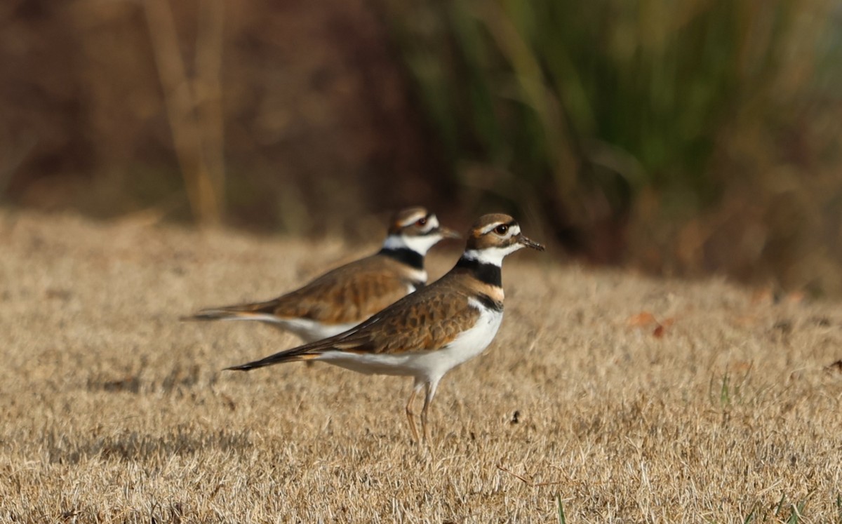 Killdeer - ML613614518