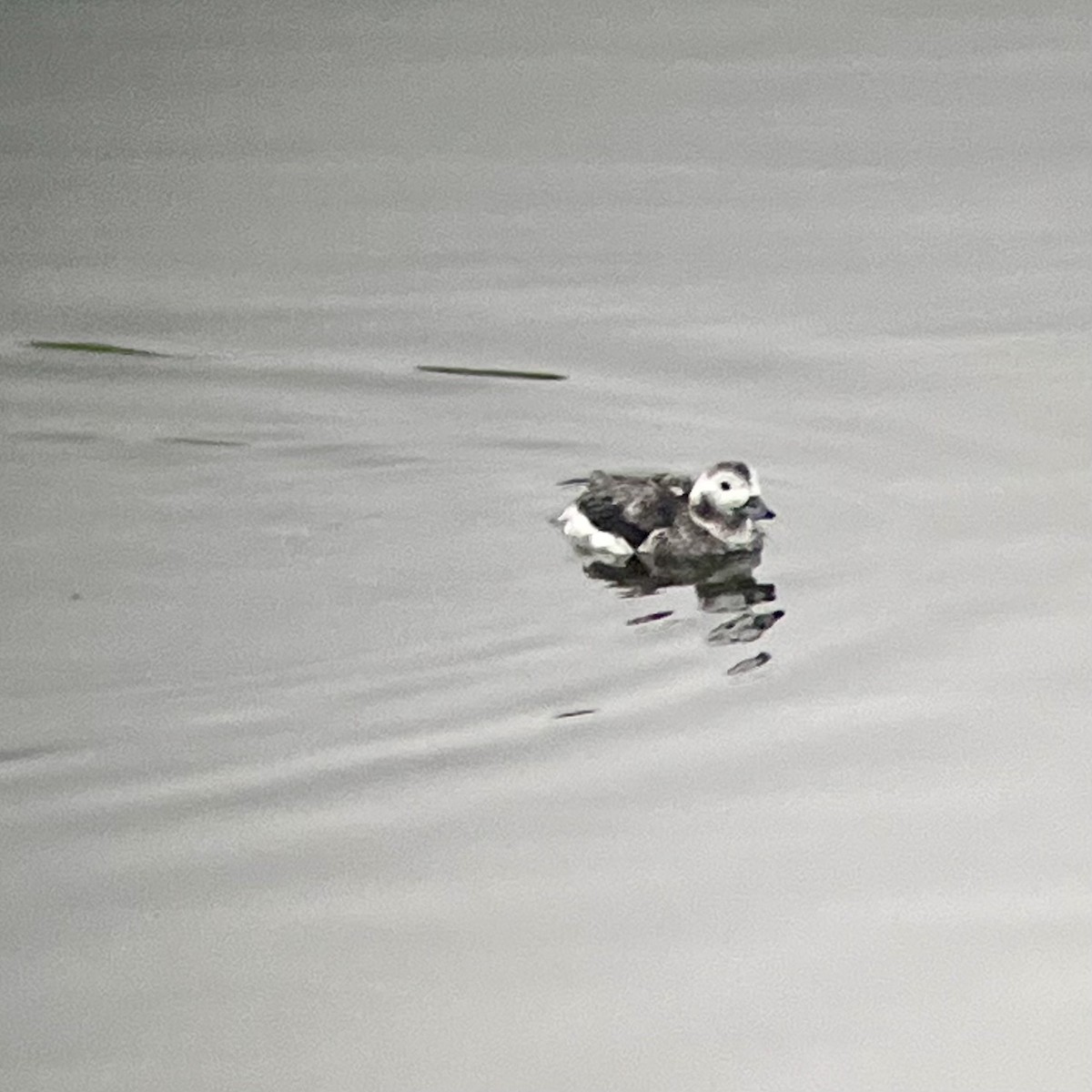 Long-tailed Duck - ML613614559