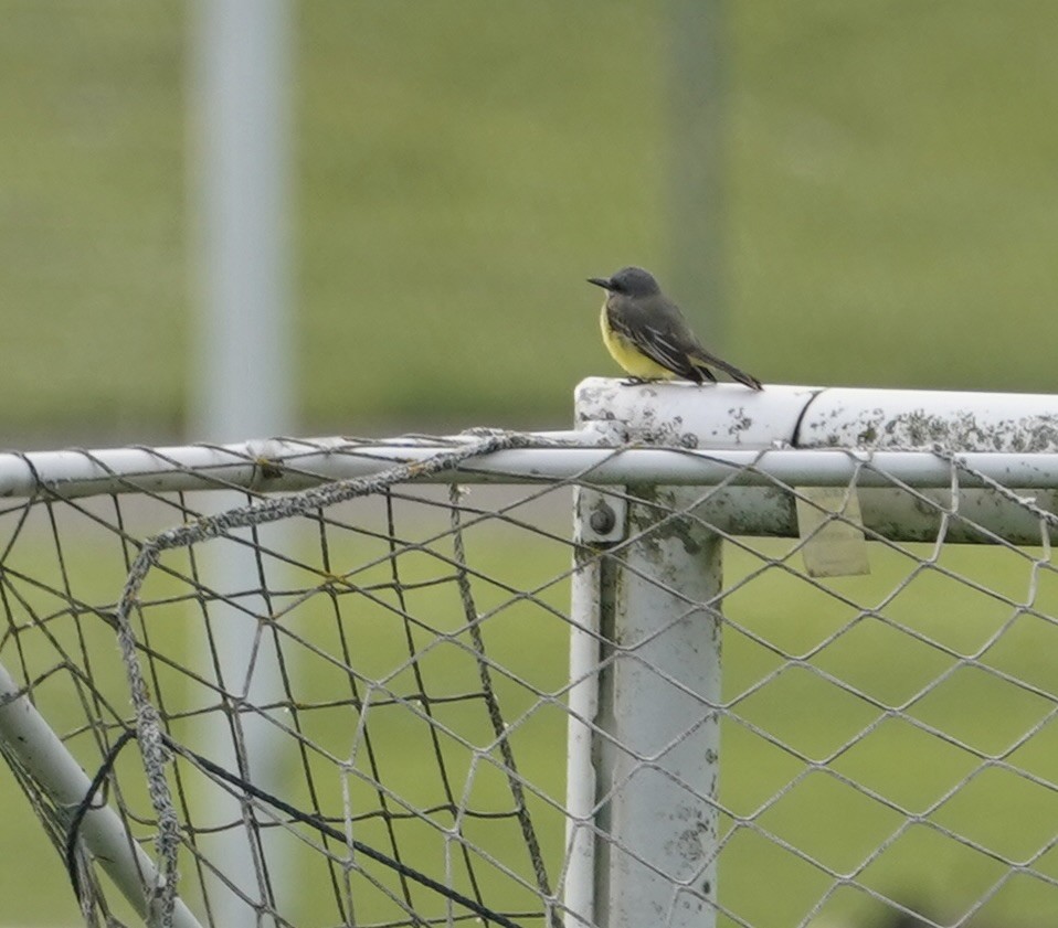 Tropical Kingbird - ML613614562