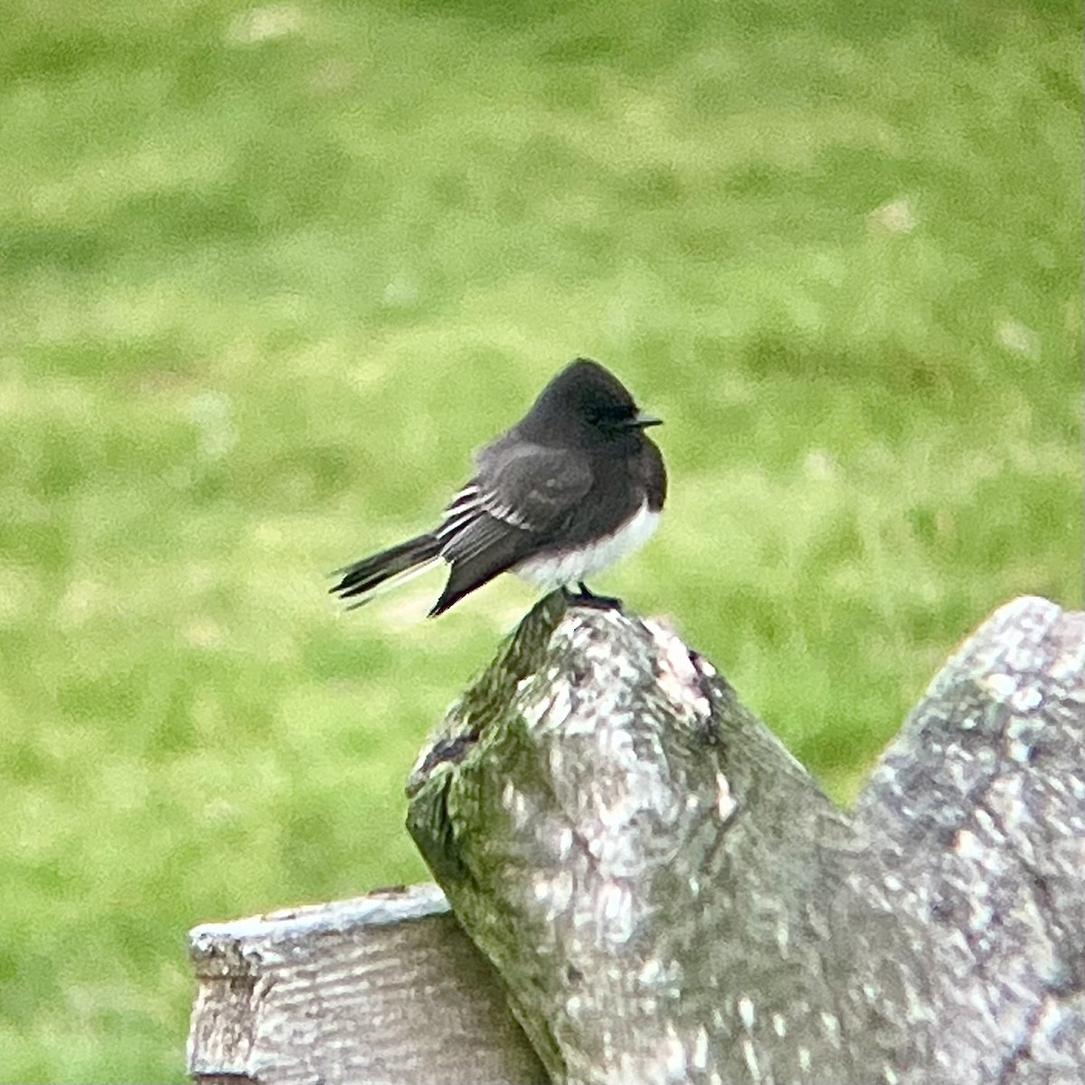 Black Phoebe - ML613614569