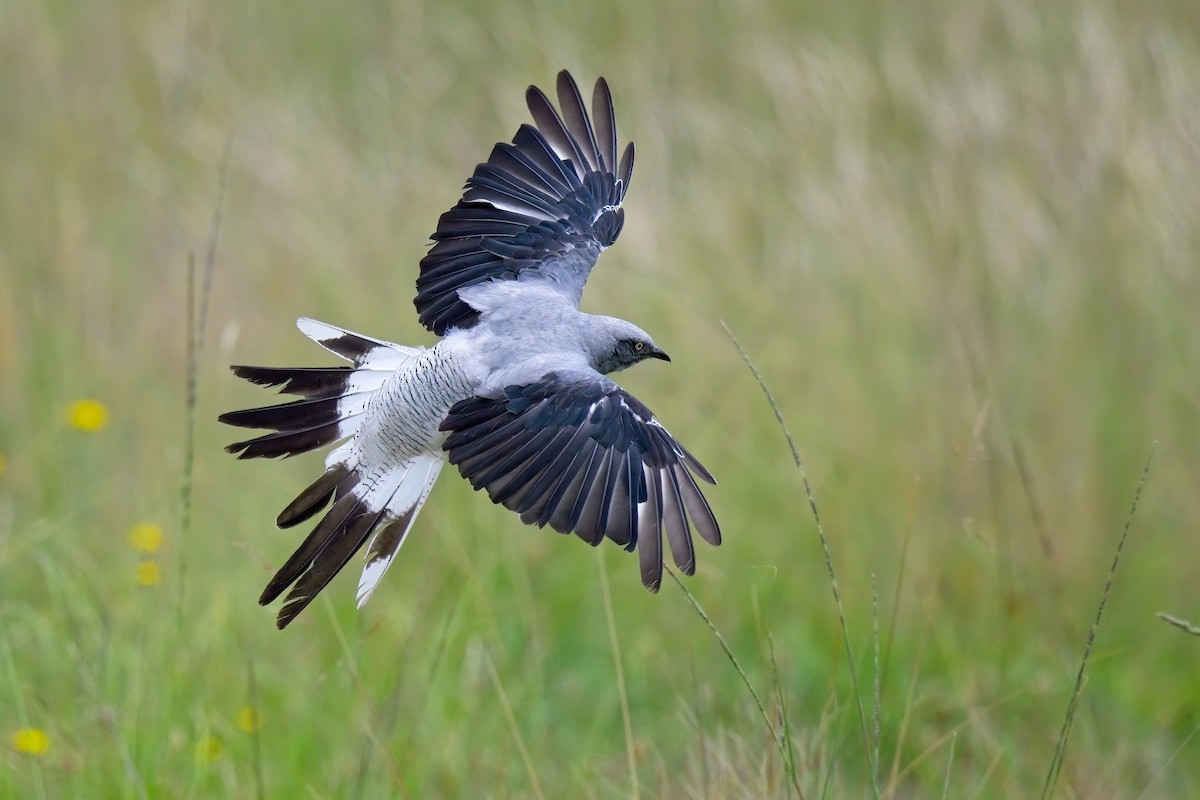 Ground Cuckooshrike - Paul McDonald