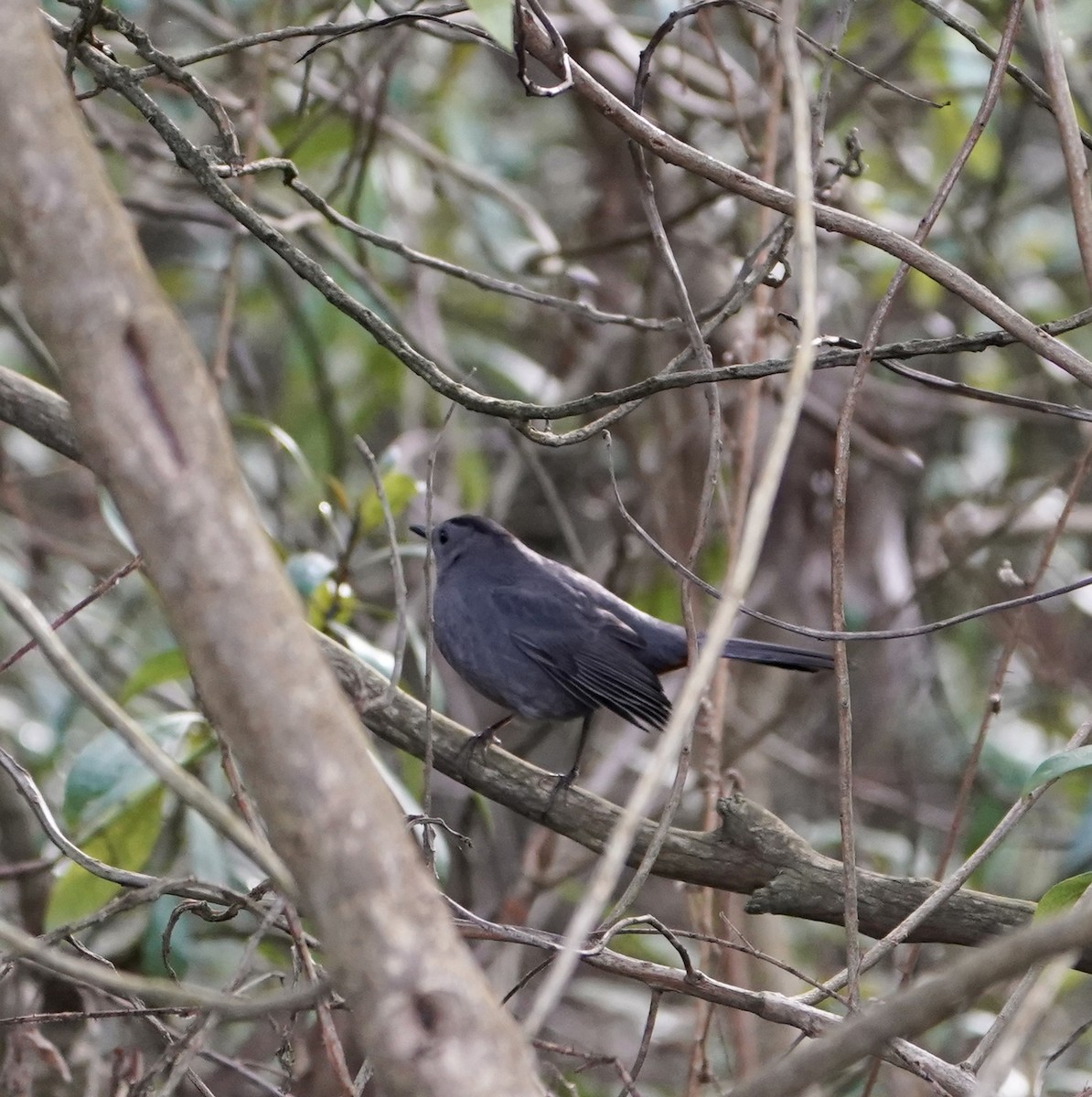 Gray Catbird - MIck Griffin