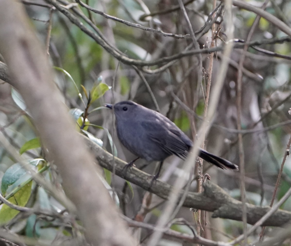 Gray Catbird - ML613614661