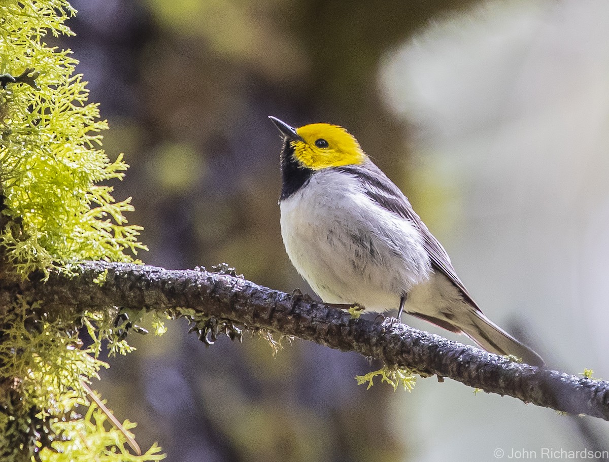 Hermit Warbler - John Richardson