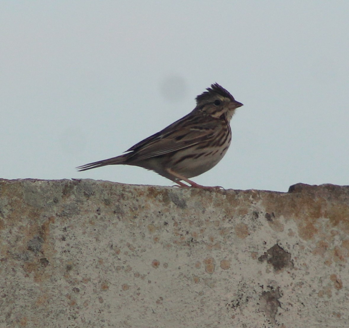 Savannah Sparrow - ML613614715