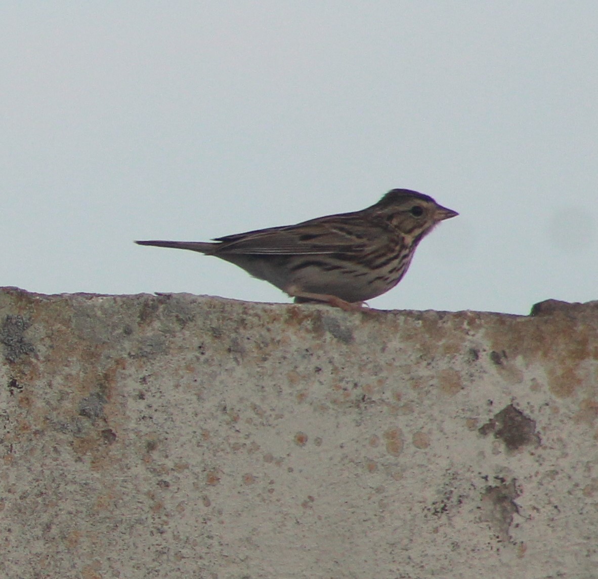 Savannah Sparrow - ML613614716