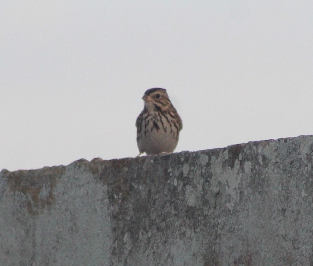 Savannah Sparrow - ML613614717