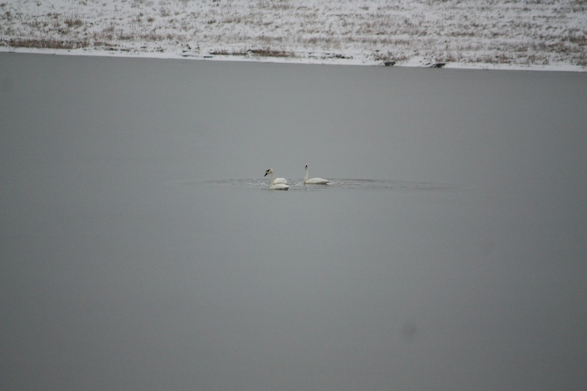 Tundra Swan - ML613614761