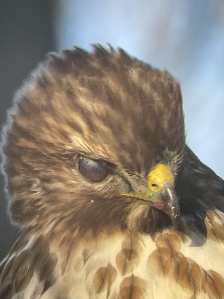 Red-shouldered Hawk - ML613614776