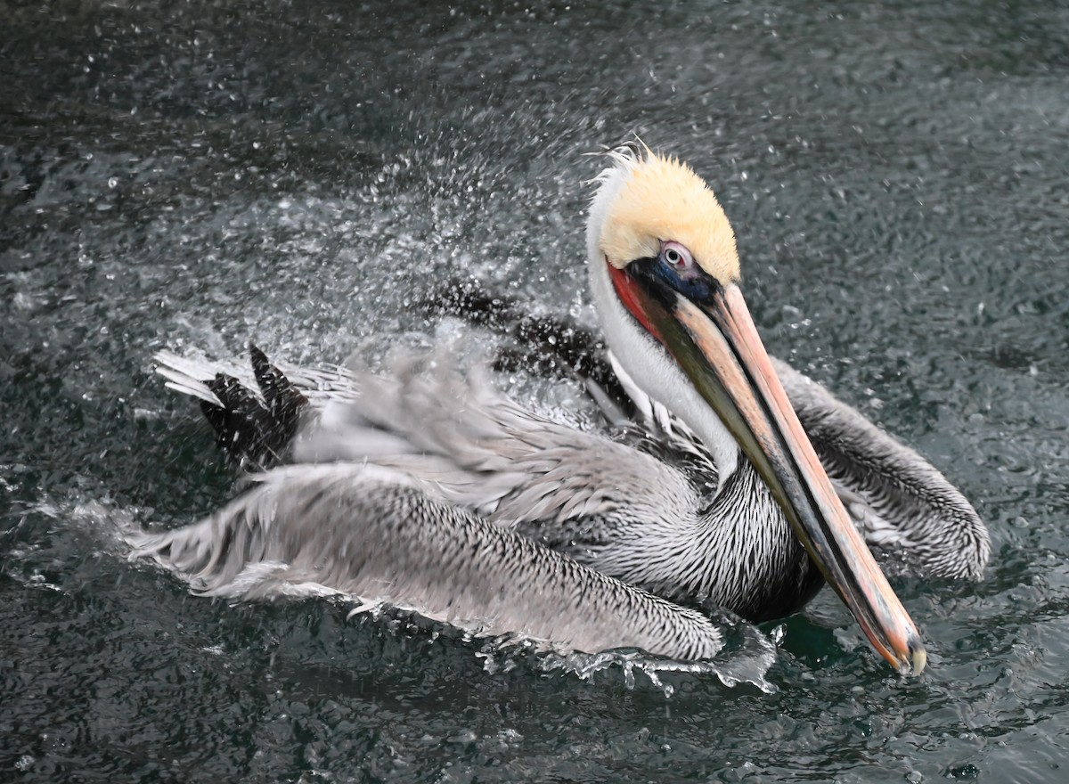 pelikán hnědý - ML613614805