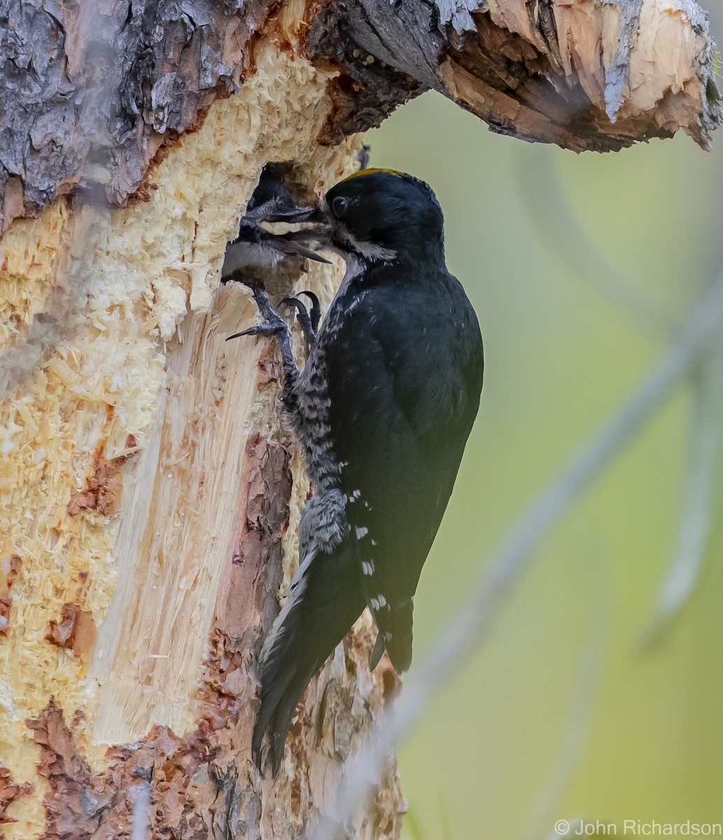 Black-backed Woodpecker - ML613614808