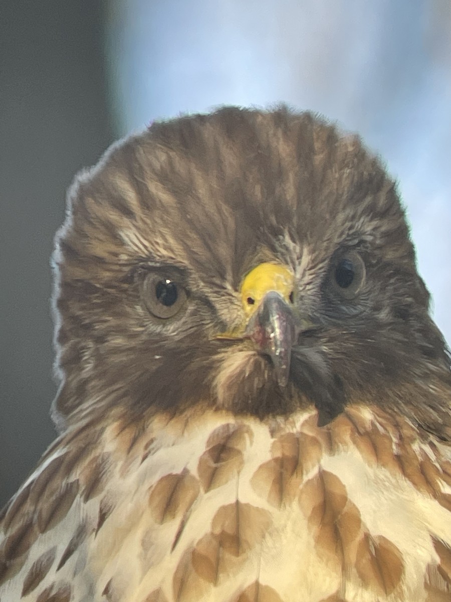 Red-shouldered Hawk - ML613614809