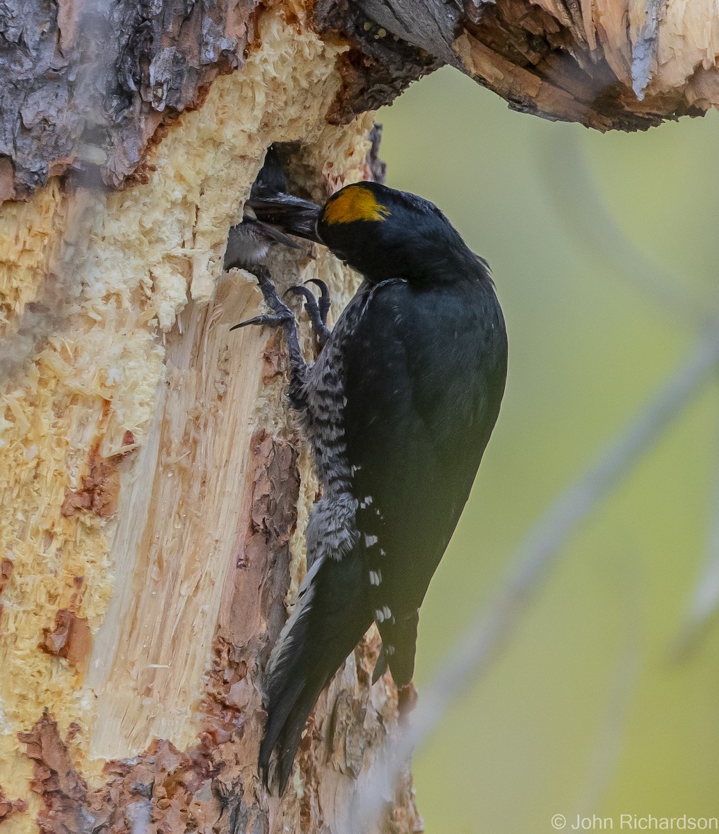 Black-backed Woodpecker - ML613614810