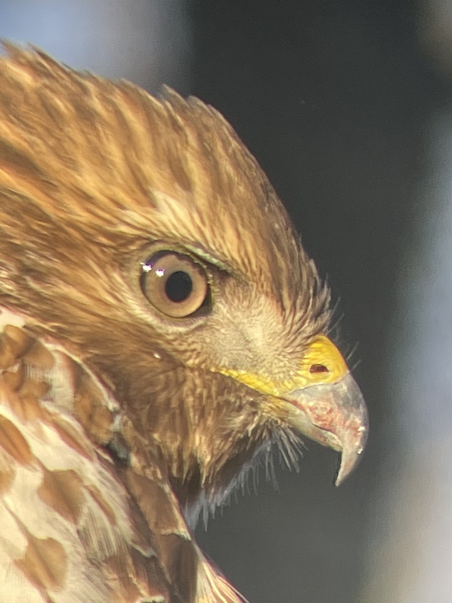 Red-shouldered Hawk - ML613614811