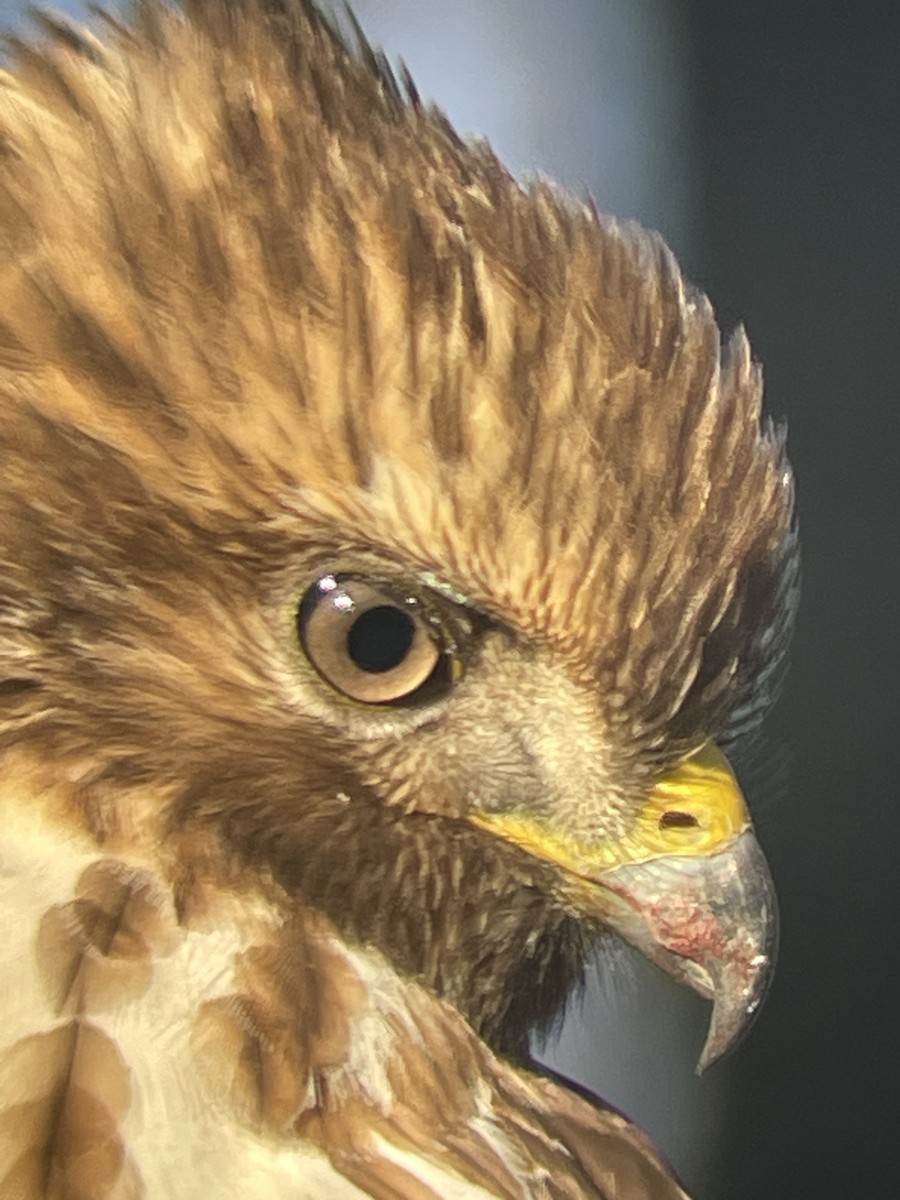 Red-shouldered Hawk - ML613614812