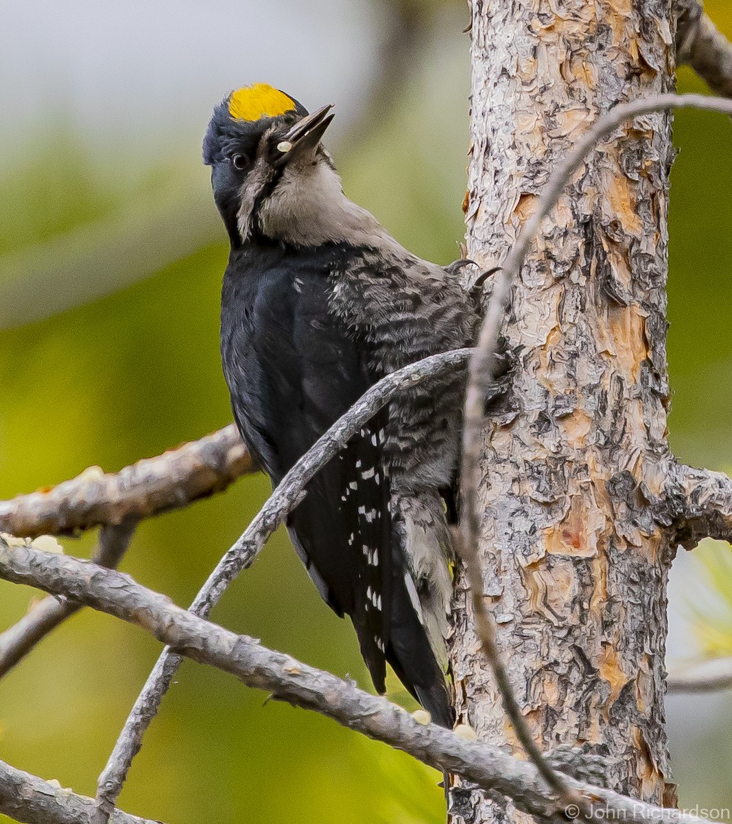 Black-backed Woodpecker - ML613614813