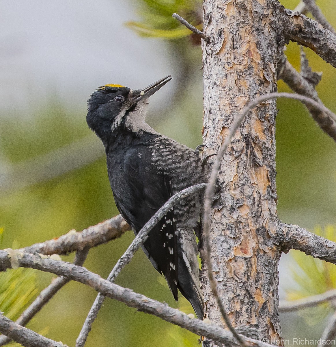 Black-backed Woodpecker - ML613614814