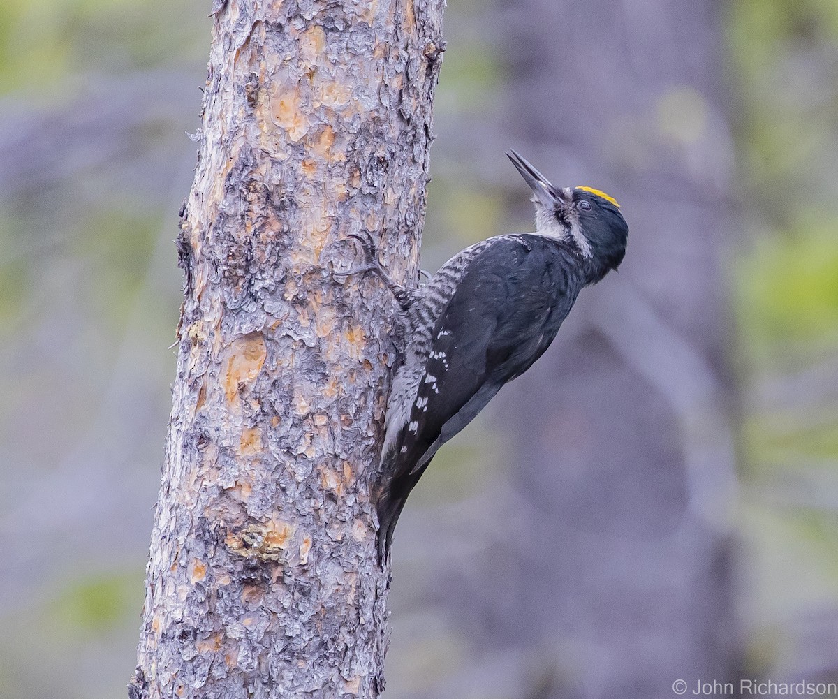 Black-backed Woodpecker - ML613614815