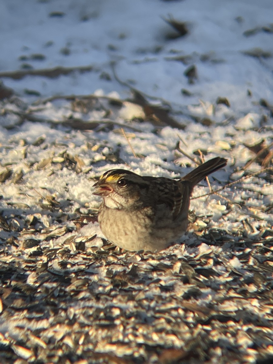 White-throated Sparrow - ML613614822