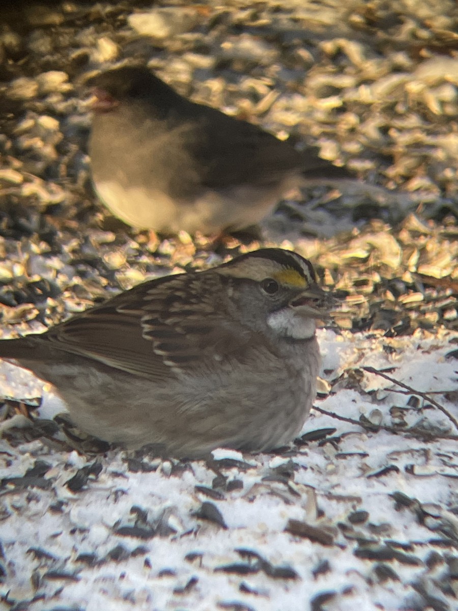 White-throated Sparrow - ML613614823