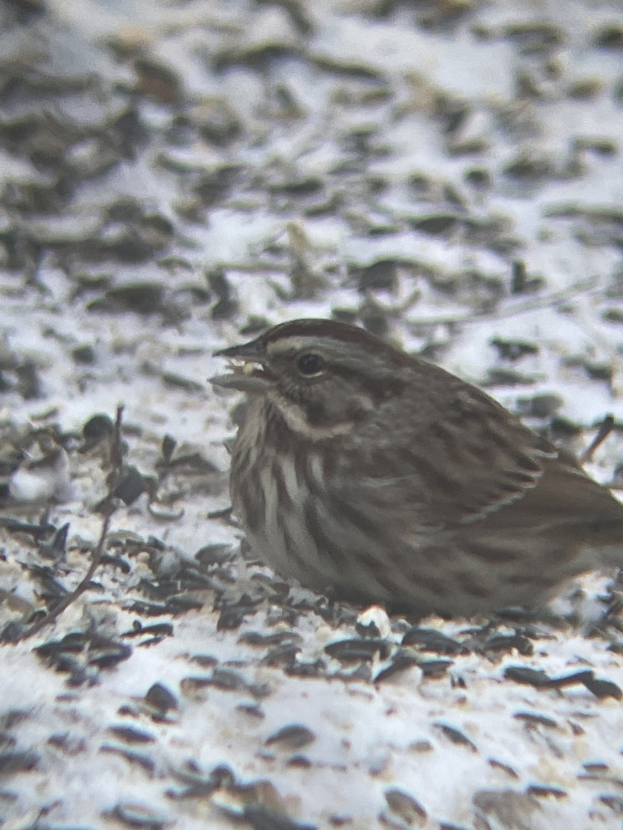 Song Sparrow - Luke Donahue