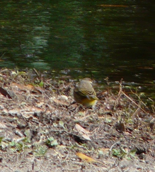 Palm Warbler (Western) - ML613614857