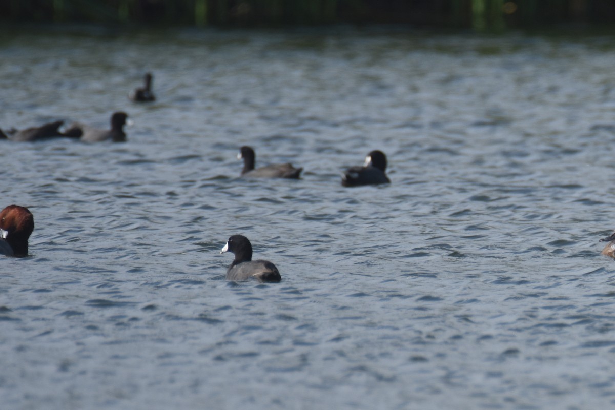 American Coot - Luke Berg