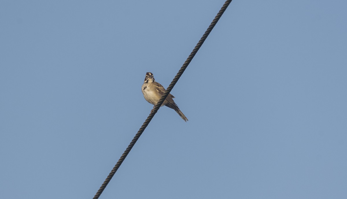 Lark Sparrow - ML613614922