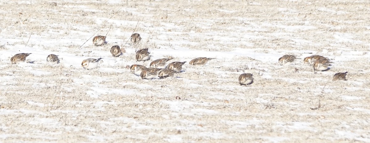 Lapland Longspur - Mark Ross