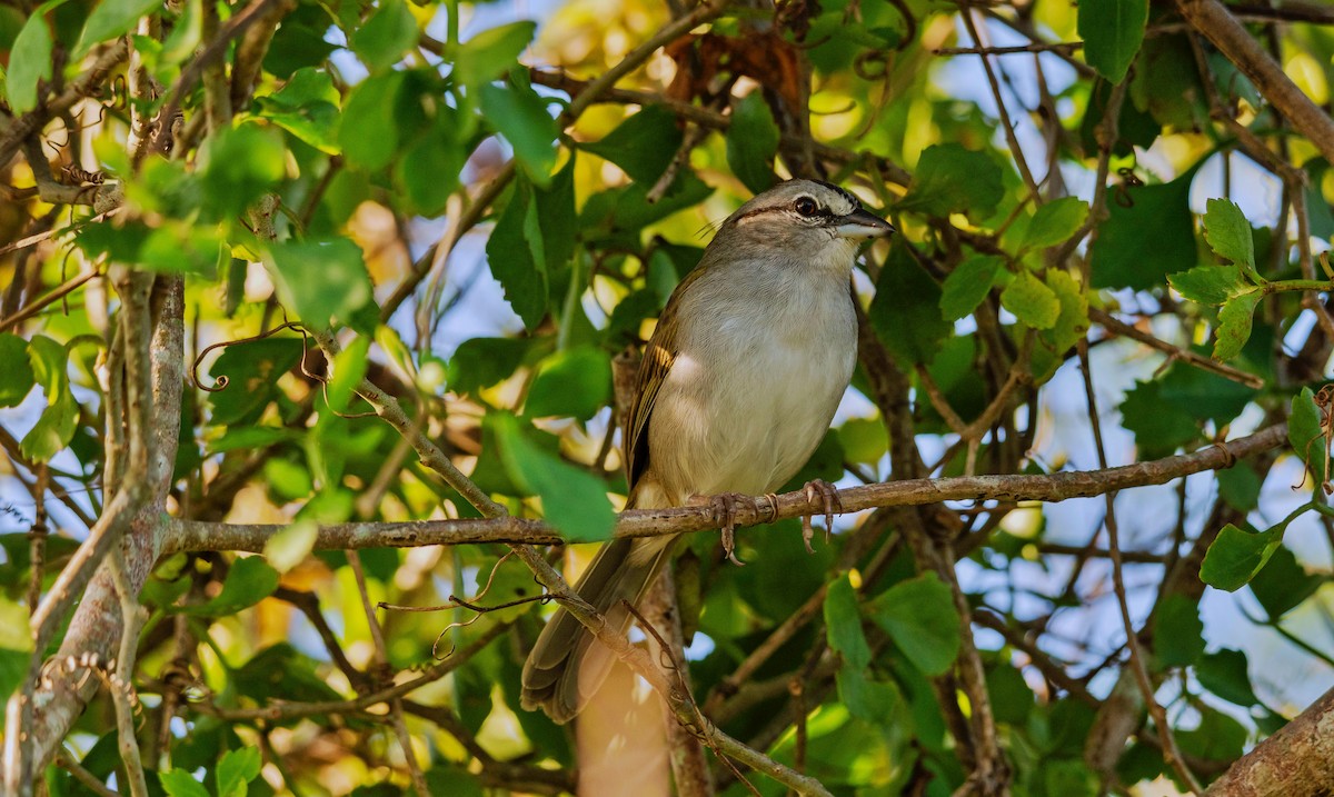 Olive Sparrow - ML613614959