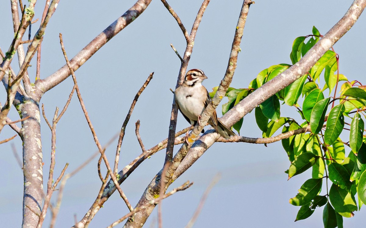 Lark Sparrow - ML613615024