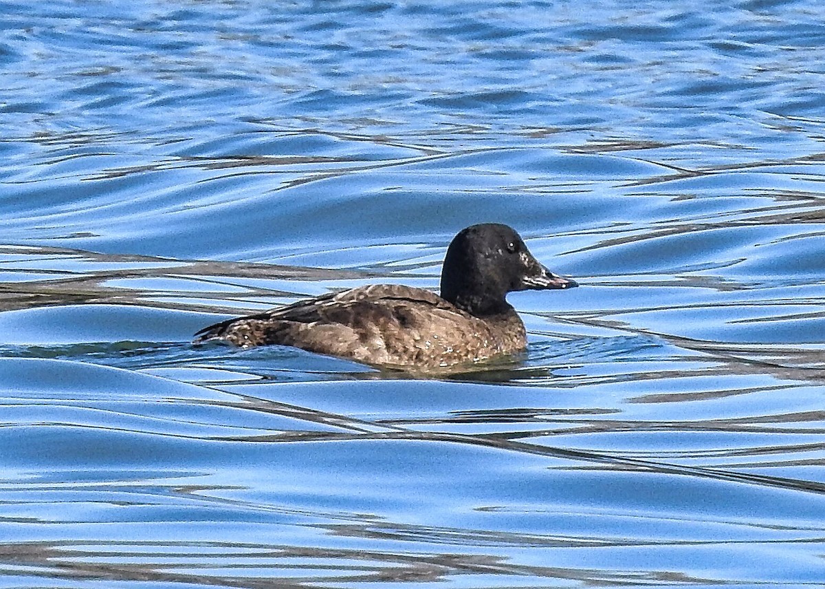 White-winged Scoter - ML613615067