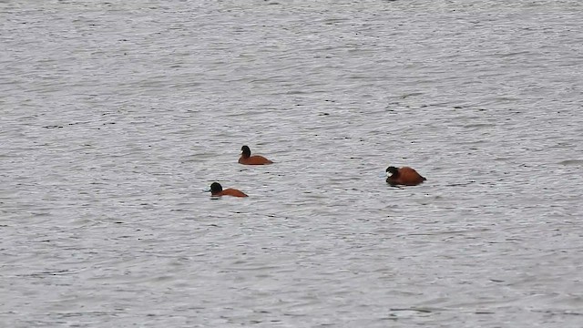 Andean Duck - ML613615098