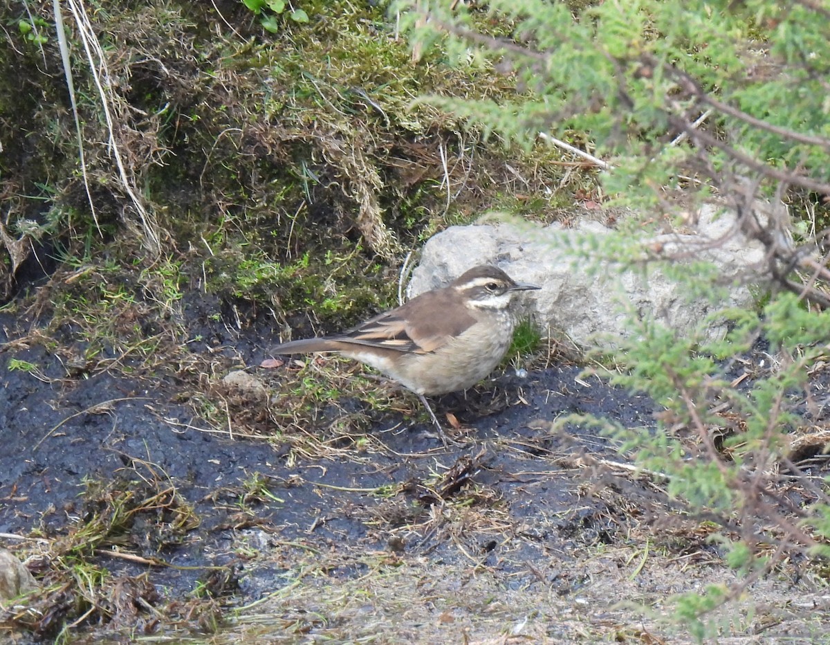 Chestnut-winged Cinclodes - Shelia Hargis